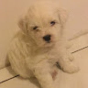 Meet your Posher, Sunflower